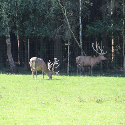Bild vergr&ouml;&szlig;ern: Wildgehege
