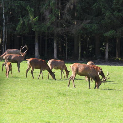 Bild vergr&ouml;&szlig;ern: Wildgehege