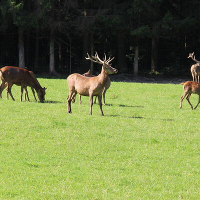 Bild vergr&ouml;&szlig;ern: Wildgehege