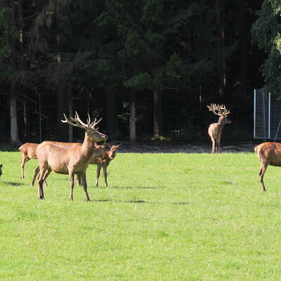 Bild vergr&ouml;&szlig;ern: Wildgehege