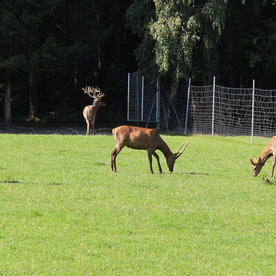 Bild vergr&ouml;&szlig;ern: Wildgehege