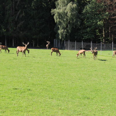 Bild vergr&ouml;&szlig;ern: Wildgehege