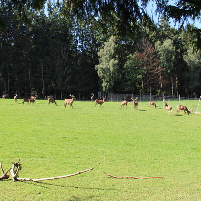 Bild vergr&ouml;&szlig;ern: Wildgehege