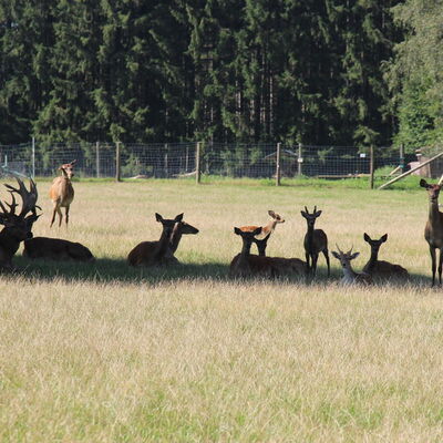 Bild vergr&ouml;&szlig;ern: Wildgehege
