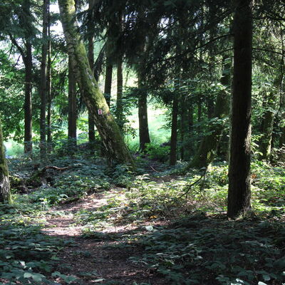 Bild vergr&ouml;&szlig;ern: Unterwegs auf auf dem Jubiläumssteig