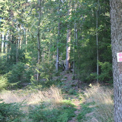 Bild vergr&ouml;&szlig;ern: Unterwegs auf auf dem Jubiläumssteig