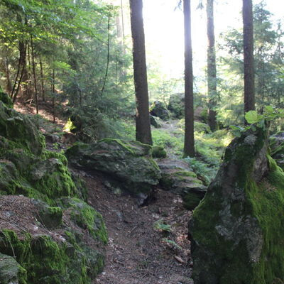 Bild vergr&ouml;&szlig;ern: Katzenstoi