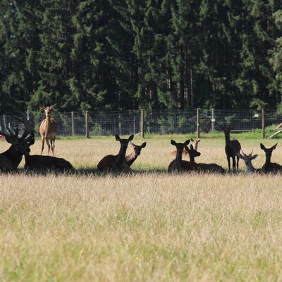 Bild vergr&ouml;&szlig;ern: Wildgehege